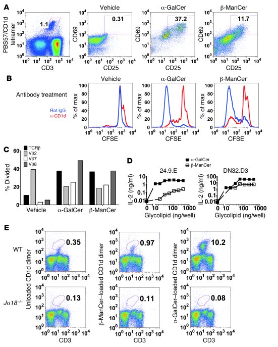 β-ManCer activates mouse iNKT cells.
(A) Mouse splenocytes were stimulat...