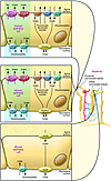 Urate transporters in kidney epithelial cells of humans and mice.