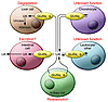 Summary of Glut9 sites of expression and function.