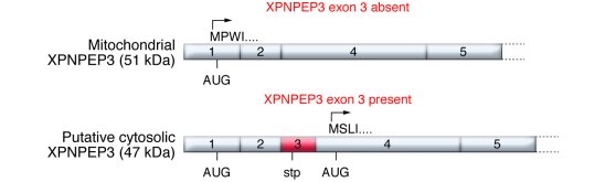 Two alternative splice forms of XPNPEP3 exist in the kidney.
If exon 3 o...