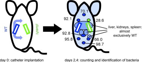 Role of PSMβ peptides in the dissemination of biofilm-associated infecti...