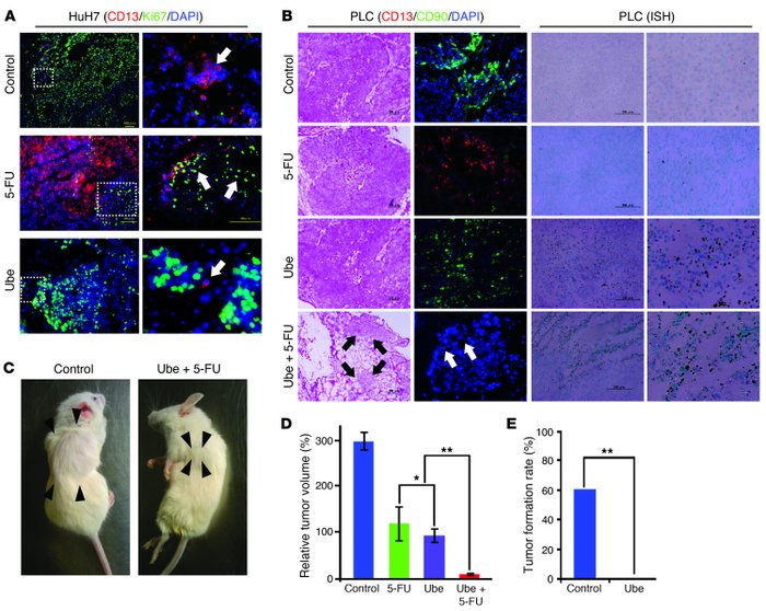 CD13 inhibition elicits cancer regression in vivo.
(A) HuH7-xenografted ...