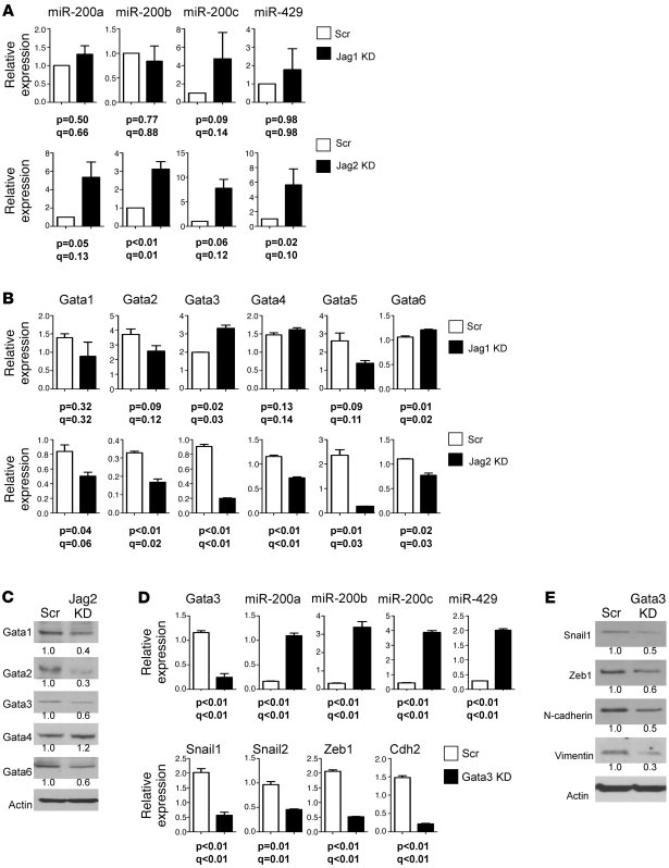 Jagged2 promotes EMT by inhibiting miR-200.
(A and B) Quantitative PCR a...