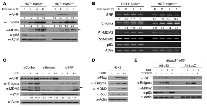 Enigma suppresses p53-mediated apoptosis.
(A) We transfected cells with ...