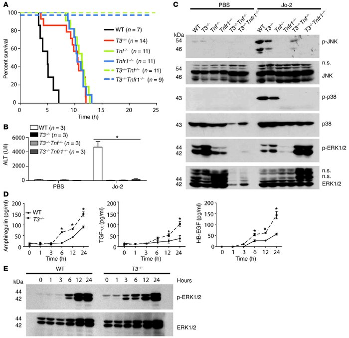 Compound loss of Timp3 and Tnf or Tnfr1 completely prevents Fas-mediated...