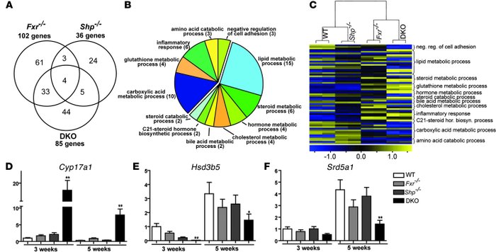 Loss of FXR and SHP affects steroid and lipid metabolism.
RNA from liver...