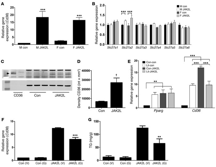 Expression of FAT (Cd36) is significantly increased in livers of JAK2L m...