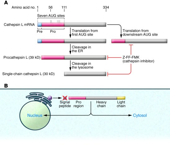 Alternative translation from downstream AUG sites produces cytoplasmic a...