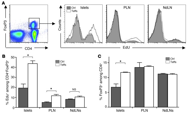 Islet-specific Teffs boost polyclonal endogenous Tregs.
Four- to 7-week-...