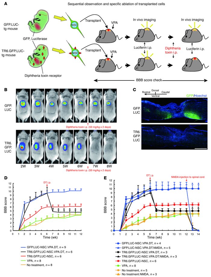 Ablation of transplanted cells abolishes hind limb motor function recove...