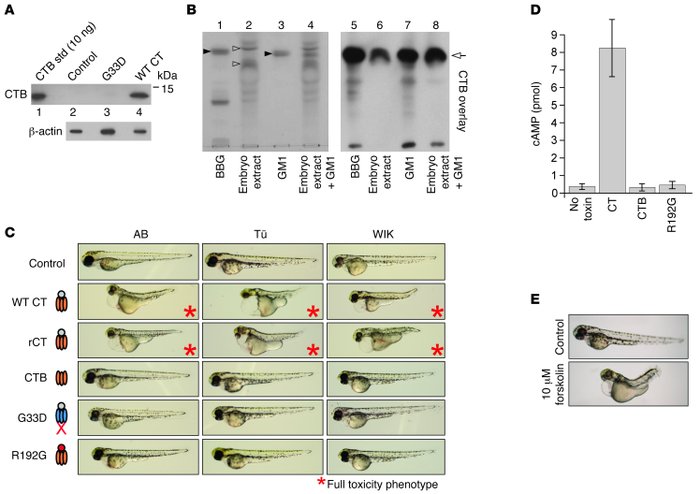 Zebrafish embryos model the pathways co-opted by CT to induce toxicity i...