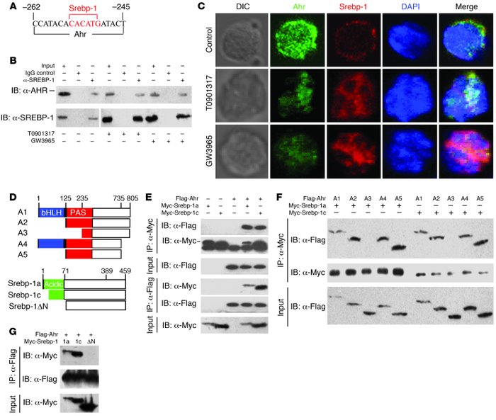 Srebp-1 physically interacts with Ahr.
(A) Schematic representation of a...