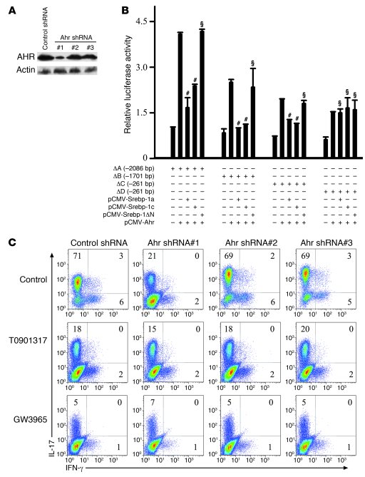 Srebp-1 interferes with Ahr-promoted ILI7 transcription.
   
(A) Western...