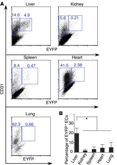 Comparison of the RosaEYFP reporter labeling efficiency in ECs of differ...