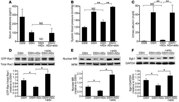Effects of adrenalectomy and aldosterone supplementation in salt-loaded ...