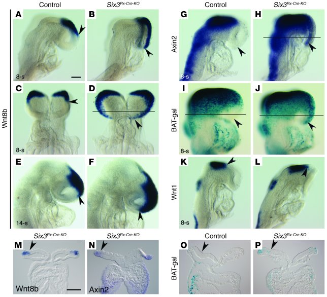 
Wnt8b but not Wnt1 expression is rostrally expanded in Six3Rx-Cre-KO em...