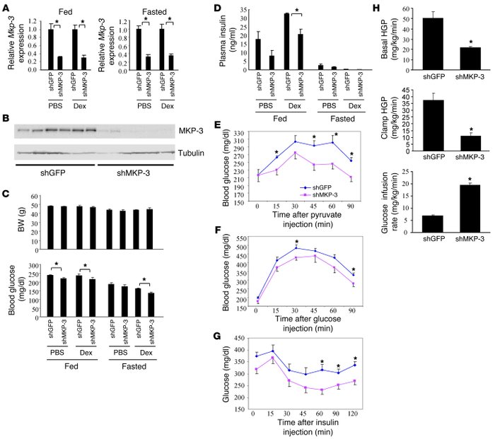MKP-3 knockdown in DIO mice.
Male C57BL/6J DIO mice were injected with a...