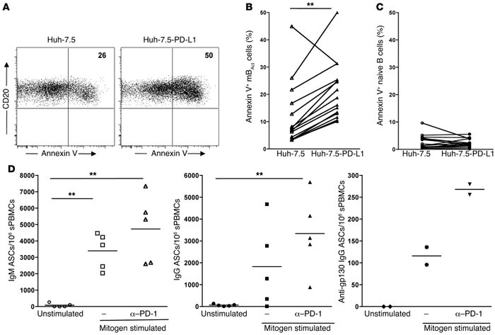 PD-1 regulates survival of mBAct cells in SIV-infected RMs.
   
(A) Repr...