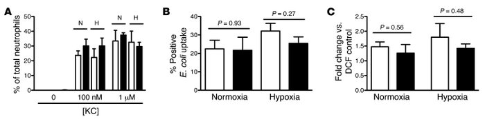 
Phd3–/– neutrophils function normally in vitro.
   
Murine peripheral b...
