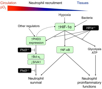 The roles of HIF-1 and PHD3 in regulating neutrophilic inflammation.
HIF...