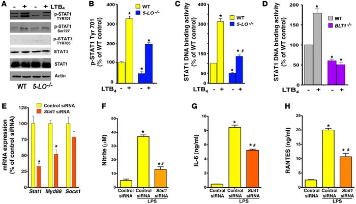 LTB4/BLT1-induced STAT1 activation is required for MyD88 expression and ...