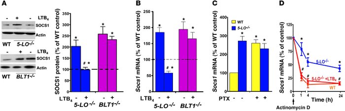 LTB4/BLT1 signaling is required to restrain SOCS1 expression.
   
(A) WT...