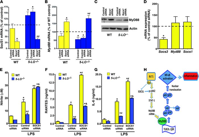 SOCS1 silencing restores MyD88 expression and responsiveness in 5-LO–/– ...