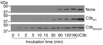 C3b923ΔDG activates C3 cleavage in normal human serum.
   
The capacity ...