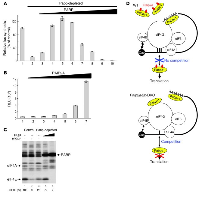 Translational control of late spermiogenesis by Paip2a.
(A) Excess amoun...