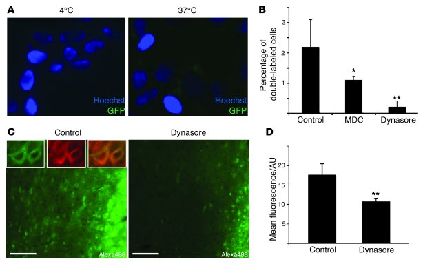 Inhibition of endocytosis decreases α-syn cellular uptake in vitro and i...