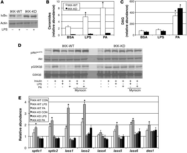 Overexpression of a dominant-negative IKKβ prevents ceramide accrual and...