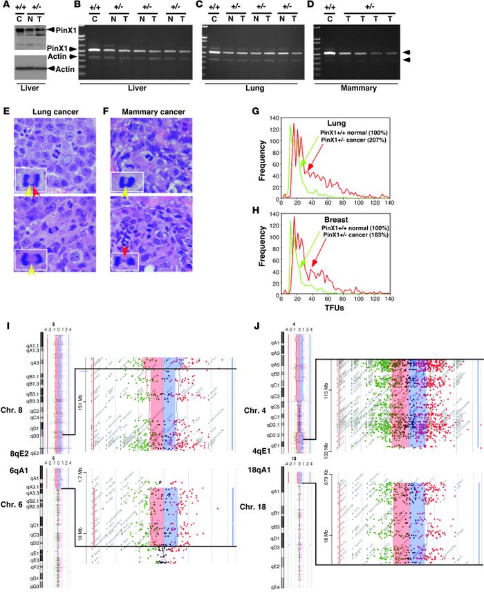 
PinX1+/– cancer cells express reduced PinX1 and display telomere elonga...