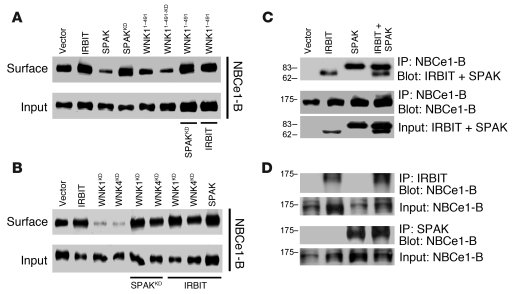 The WNK/SPAK pathway inhibits and IRBIT reverses inhibition of NBCe1-B s...