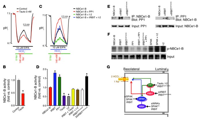 PP1 mediates all effects of IRBIT.
(A and B) Sealed pancreatic ducts wer...