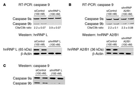 Downregulation of hnRNP L, but not hnRNP A2/B1, increases the ratio of c...
