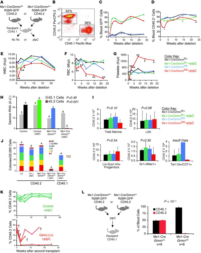 Geminin is not required for HSC self renewal.
(A) Experimental protocol....