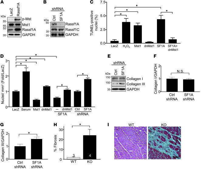 Endogenous Rassf1A represses cardiac fibroblast proliferation.
(A–G) Fib...