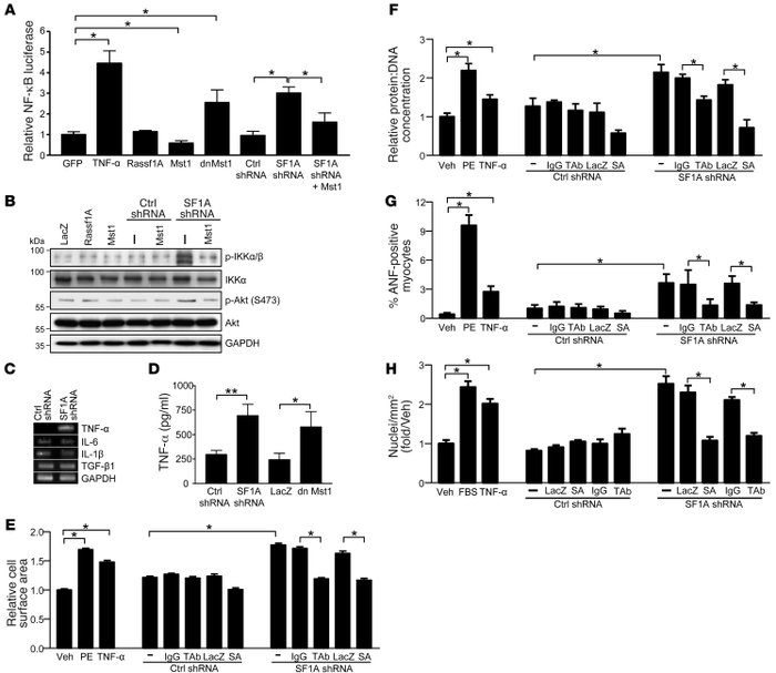 
rassf1A silencing stimulates TNF-α to promote autocrine-mediated fibrob...