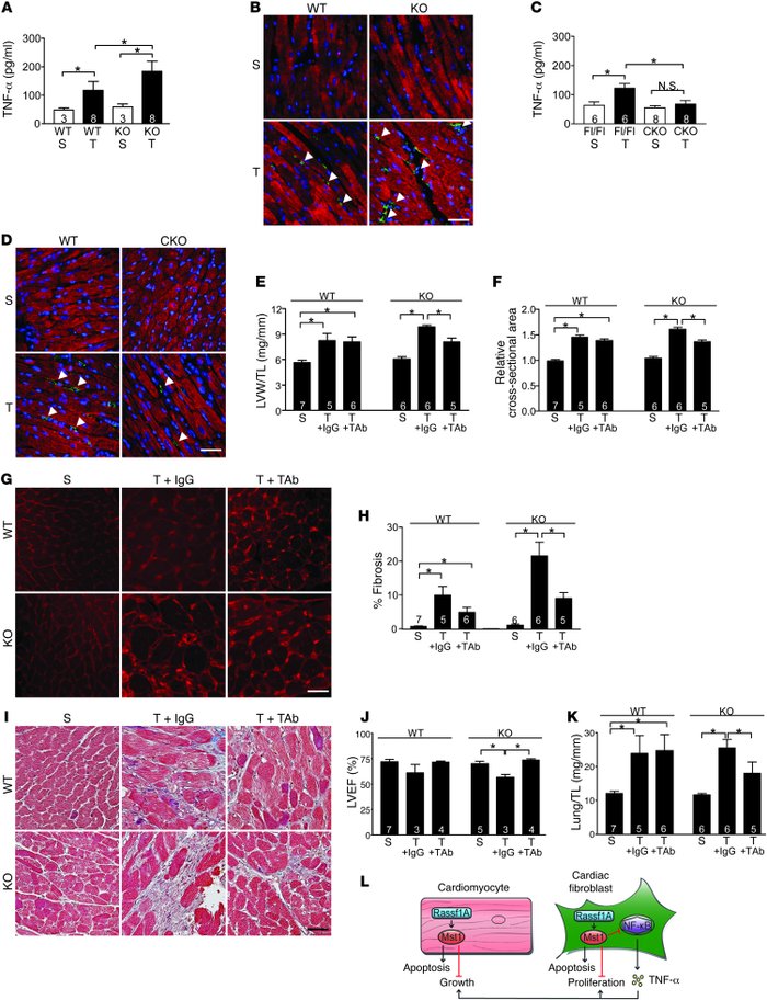 TNF-α mediates the effects of Rassf1A in vivo.
(A–K) TAC was performed t...