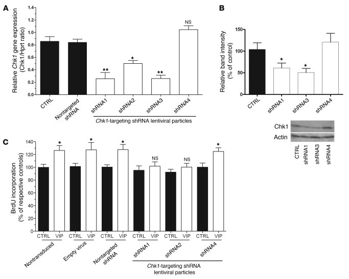 The effects of VIP on neurosphere proliferation are abolished in the abs...