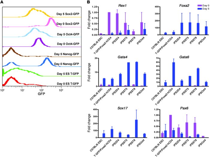 Gene expression changes in nonisogenic ES and iPS cells undergoing direc...