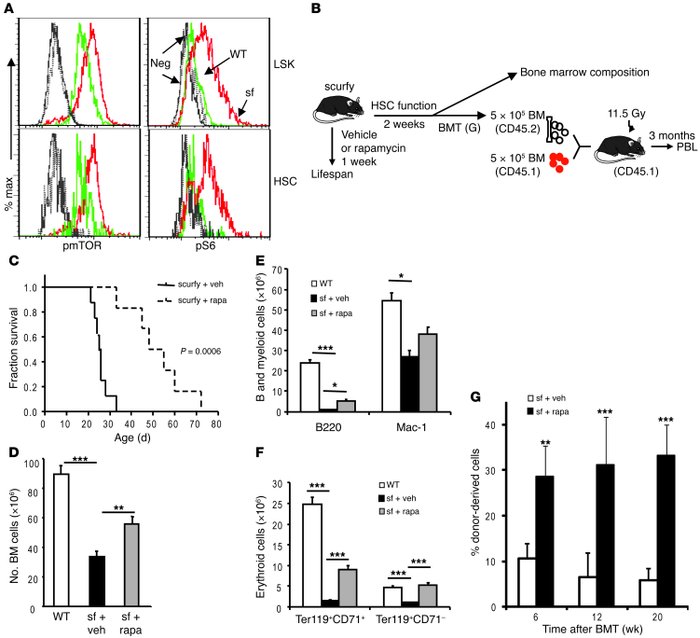 Hyperactivity of mTOR in HSCs causes defective hematopoiesis in the scur...