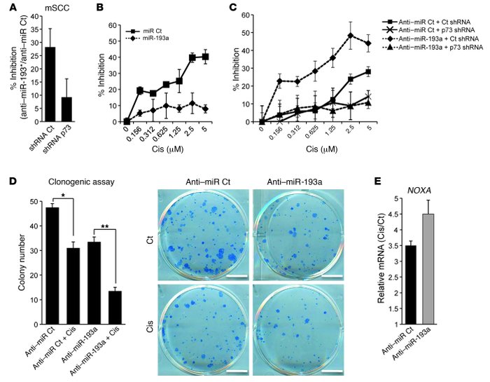 miR-193a regulates cell viability and chemosensitivity through p73.
(A) ...