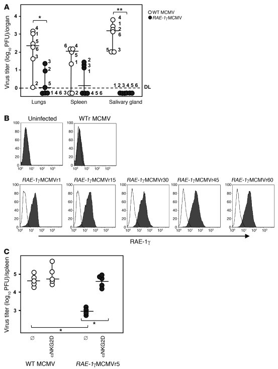 
RAE-1γ remains intact during latent RAE-1γMCMV infection.
   
(A) μMT/μ...