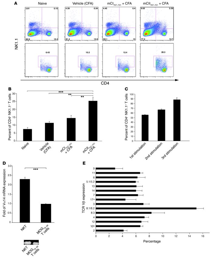 mCII707–721 induces NKT cell expansion.
   
(A and B) Splenocytes were t...