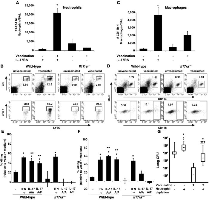 Th17 cells are instrumental in phagocyte recruitment and activation.
Il1...