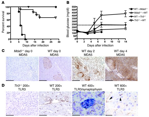 Stromal MDA5 and hematopoietic cell TLR3 protect against EMCV-D infectio...