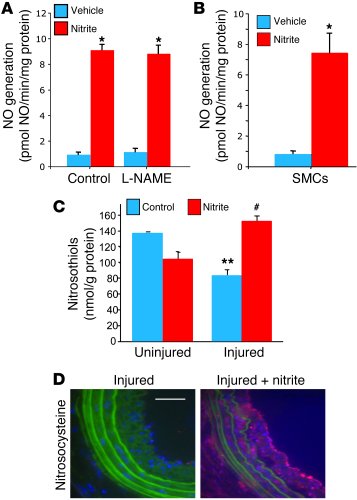 Sodium nitrite increases NO generation.
(A) NO generation from injured c...