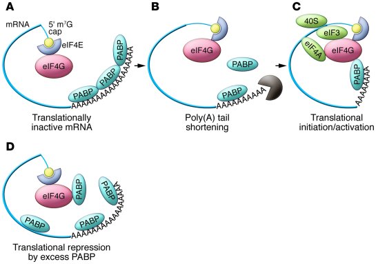 Male germ cell–specific translational initiation/activation.
mRNAs gener...