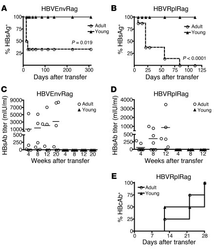 Transfer of adult splenocytes into young and adult HBVtgRag mice results...